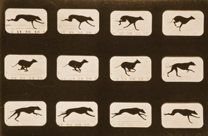 実行中のグレイハウンドの画像シーケンス、「Animal Locomotion」シリーズ、c.1881 作： Eadweard Muybridge